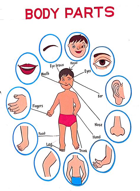 Parts Of Body