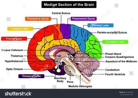 Parts Of Brain Diagram