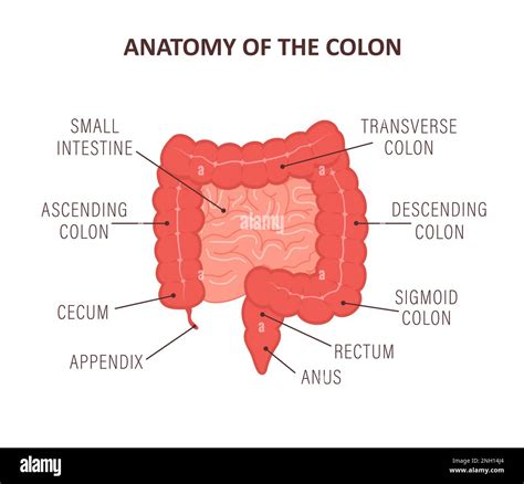 Parts Of Colon