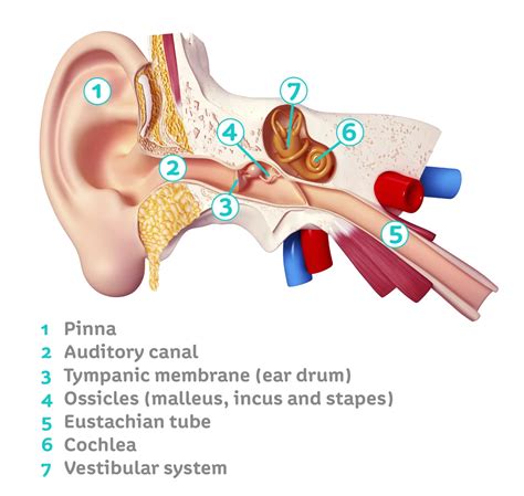 Parts Of Ears And Brains