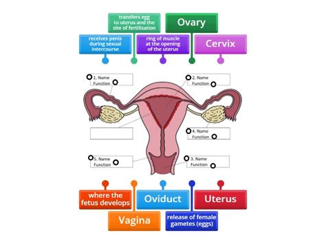 Parts Of Female Reproductive System