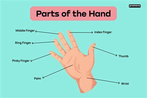 Parts Of Finger