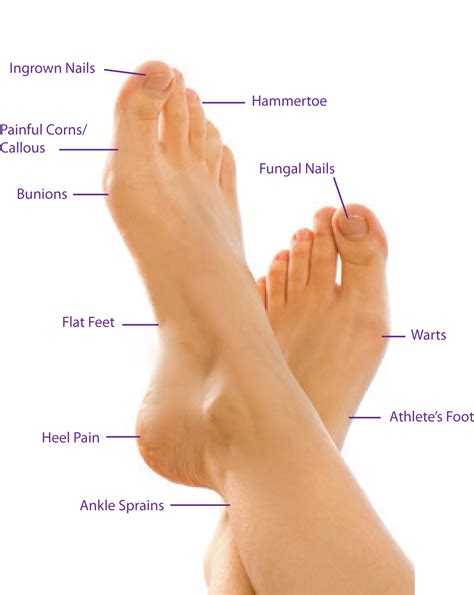 Parts Of Foot Anatomy