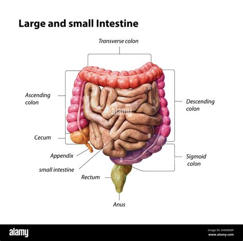 Parts Of Intestine