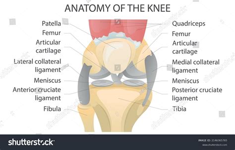 Parts Of Knee