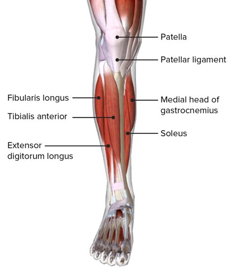 Parts Of Leg Muscles