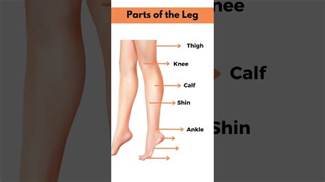 Parts Of Leg Name