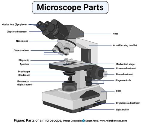 Parts Of Light Microscope