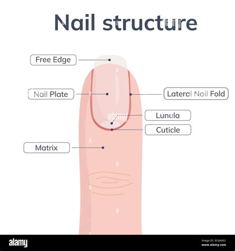 Parts Of Nails