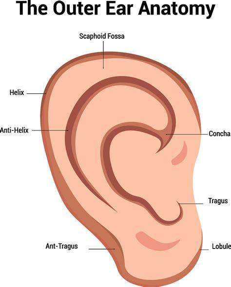 Parts Of Outer Ear