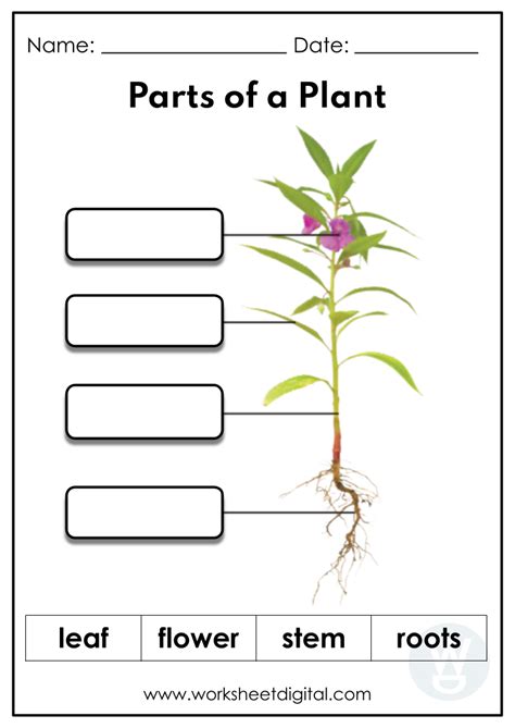 Parts Of Plant Worksheet