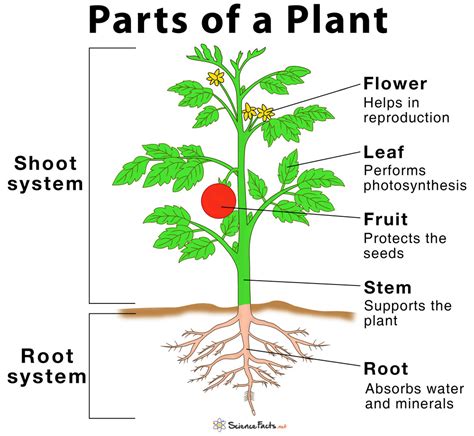 Parts Of Plants And Their Functions