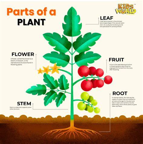 Parts Of Plants For Kids