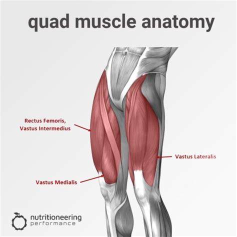 Parts Of Quad Muscle