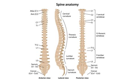 Parts Of Spine