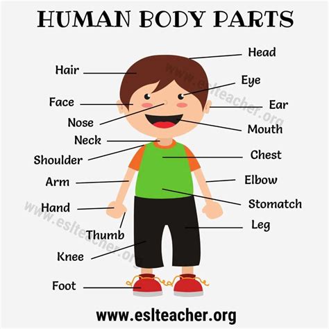 Parts Of The Body