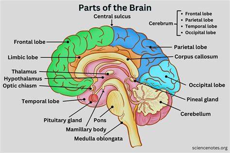 Parts Of The Brain