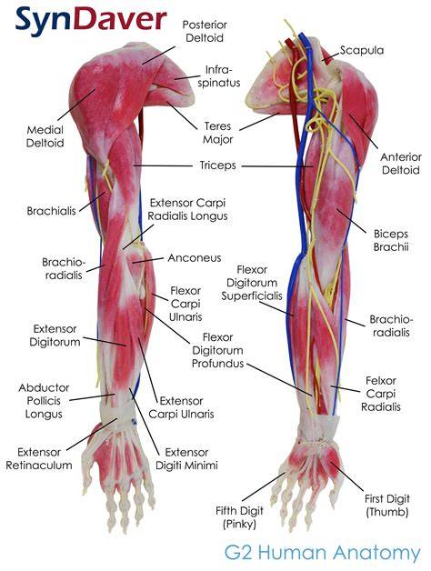 Parts Of Upper Arm