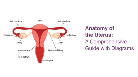 Parts Of Uterus