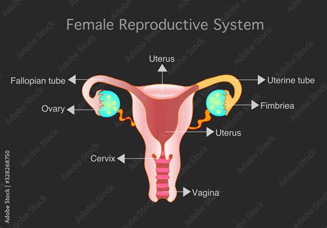 Parts Of Vagina Anatomy