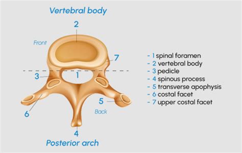 Parts Of Vertebrae
