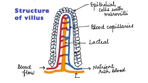 Parts Of Villus