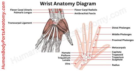 Parts Of Wrist