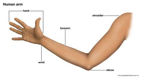 Parts Of Your Arm
