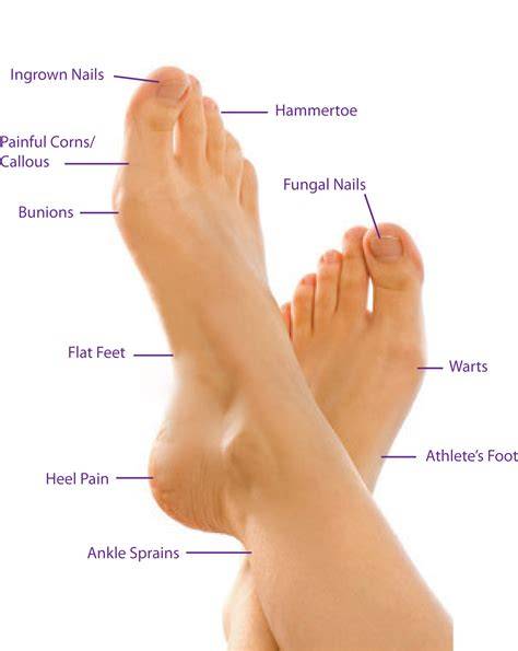 Parts Of Your Foot