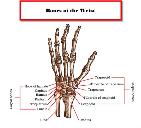 Parts Of Your Wrist