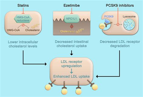 Pcsk9 Inhibitors For Lipoprotein A