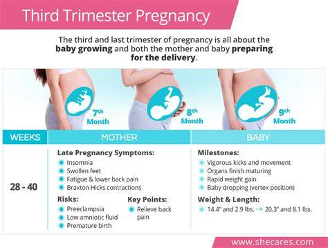 Pelvic Pain Pregnancy Third Trimester