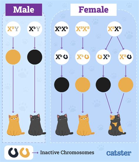 Percentage Of Orange Cats That Are Female
