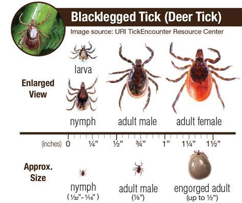 Percentage Of Ticks That Carry Lyme Disease
