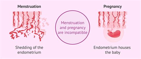 Period While Pregnant
