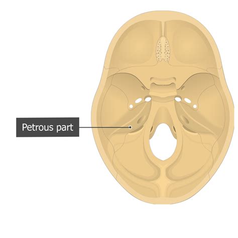 Petrous Portion Of Temporal Bone