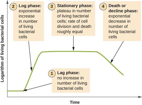 Phases Of Bacterial Growth Curve