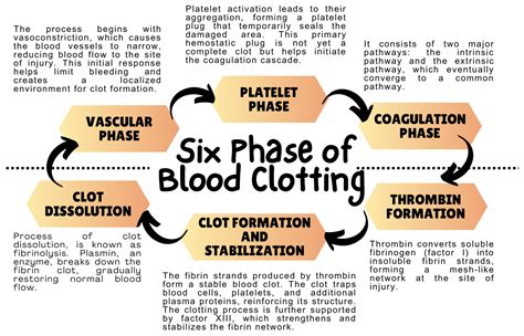 Phases Of Blood Clotting