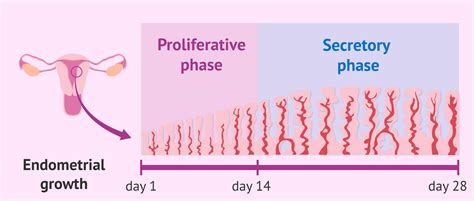 Phases Of Endometrium