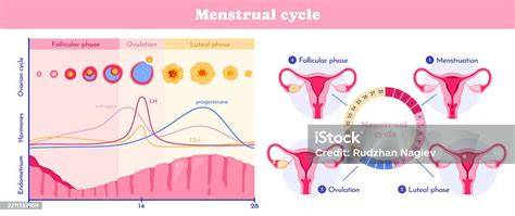 Phases Of Female Reproductive Cycle