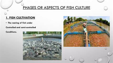 Phases Of Fish Culture