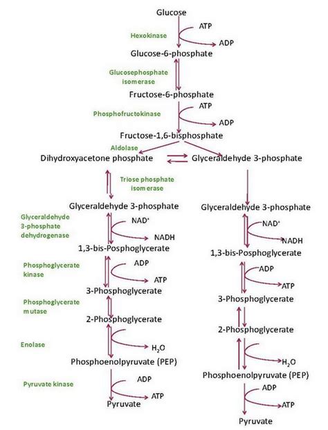 Phases Of Glycolysis