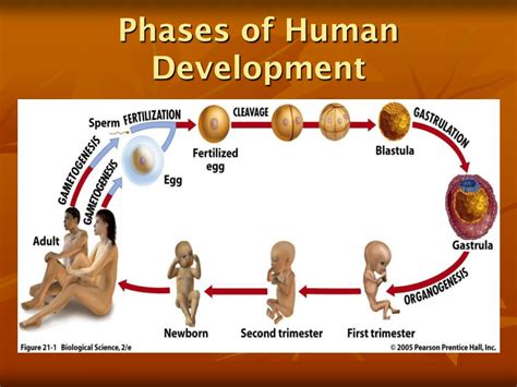 Phases Of Human Development
