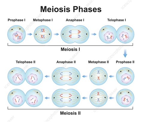 Phases Of Meiosis
