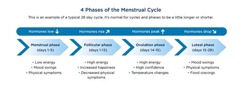 Phases Of Period Cycle