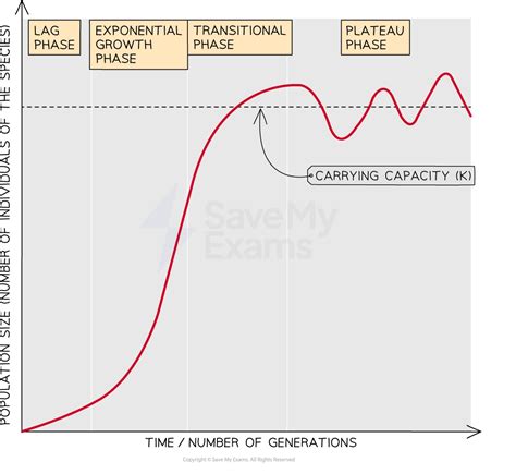 Phases Of Population Growth