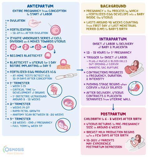 Phases Of Pregnancy