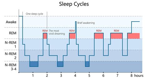 Phases Of Sleep Cycle