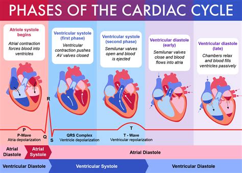 Phases Of The Cardiac Cycle