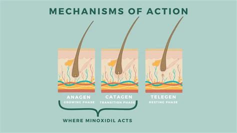 Phases Of Use Of Minoxidil
